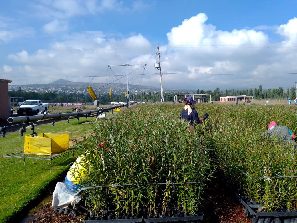 Producci N De Planta En Viveros Fundamental Para Cumplir Meta Del Reto